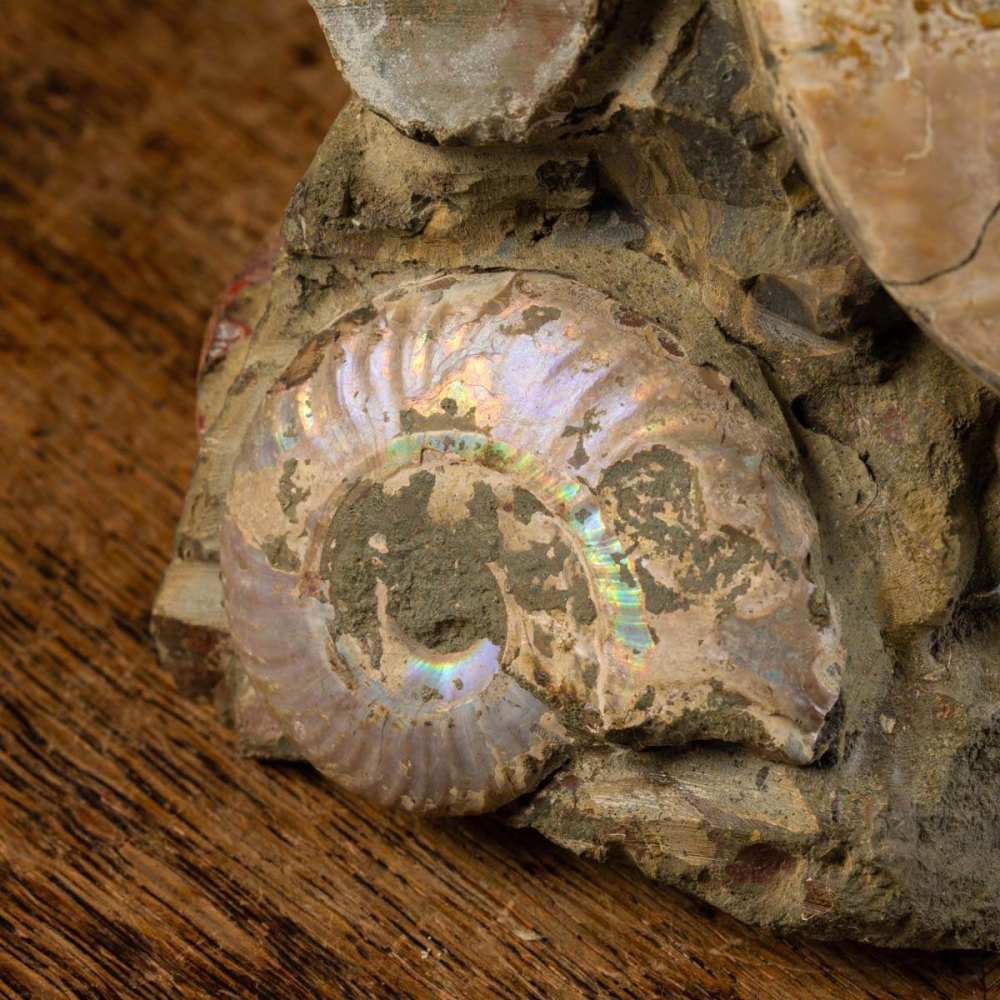 Cretaceous Ammonites Fossilized Treasures - AMM-268